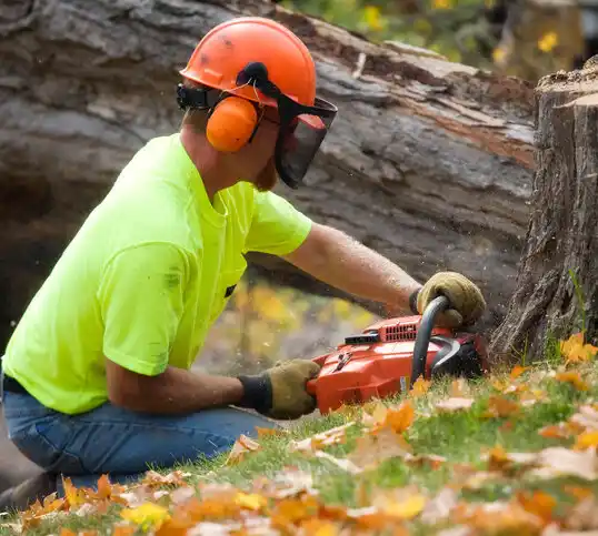 tree services Englewood Cliffs